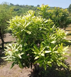 árbol de nuez de macadamia