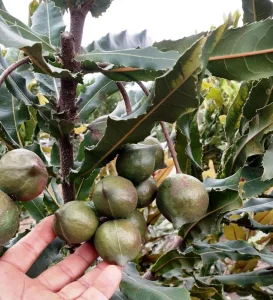 Nueces de macadamia con cáscara