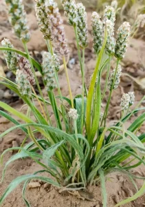 Flores de plantago ovata
