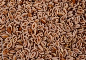 Semillas de plantago ovata o psyllium